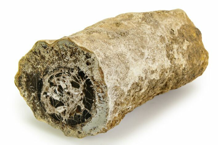 Polished Fossil Stromatolite Colony on Petrified Wood - Utah #351208